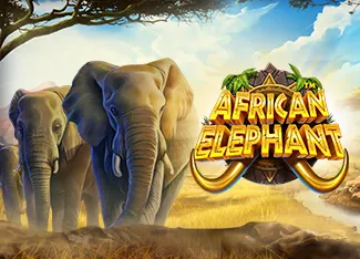 African Elephant - PLACEBET138